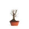 Zelkova nire - B4559