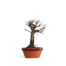 Zelkova nire - B4551