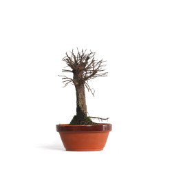 Zelkova nire - B4551