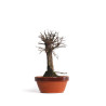 Zelkova nire - B4551