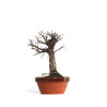 Zelkova nire - B4551
