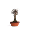 Zelkova nire - B4551