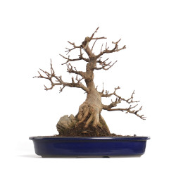 Acer buergerianum - B4601