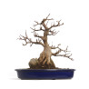 Acer buergerianum - B4601
