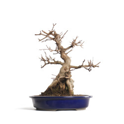 Acer buergerianum - B4601