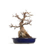 Acer buergerianum - B4601