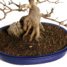 Acer buergerianum - B4601