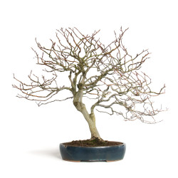 Fagus sylvatica - B4619