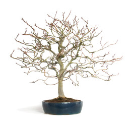 Fagus sylvatica - B4619