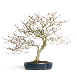 Fagus sylvatica - B4619