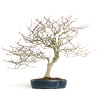 Fagus sylvatica - B4619