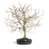 Fagus sylvatica - B4619