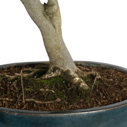 Fagus sylvatica - B4619