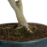 Fagus sylvatica - B4619