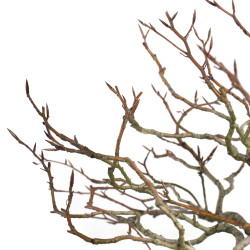 Fagus sylvatica - B4619