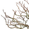 Fagus sylvatica - B4619