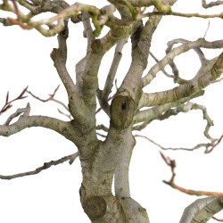 Fagus sylvatica - B4619