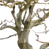 Fagus sylvatica - B4619