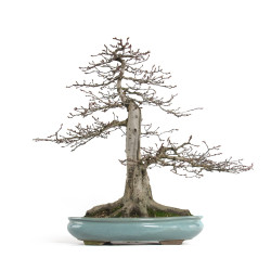 Carpinus betulus - B4620