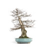 Carpinus betulus - B4620