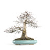 Carpinus betulus - B4620