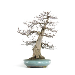 Carpinus betulus - B4620