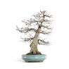 Carpinus betulus - B4620