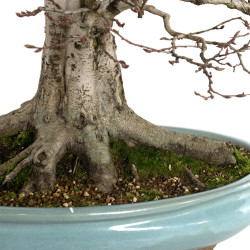 Carpinus betulus - B4620