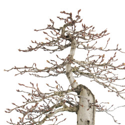 Carpinus betulus - B4620