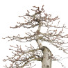 Carpinus betulus - B4620