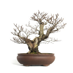 Fagus sylvatica - B4655