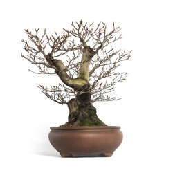 Fagus sylvatica - B4655