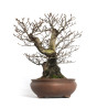 Fagus sylvatica - B4655