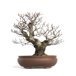 Fagus sylvatica - B4655
