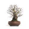 Fagus sylvatica - B4655