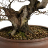 Fagus sylvatica - B4655