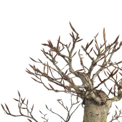 Fagus sylvatica - B4655