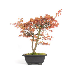 Acer palmatum Katsura - B4680