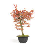 Acer palmatum Katsura - B4680