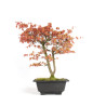 Acer palmatum Katsura - B4680
