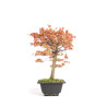 Acer palmatum Katsura - B4680