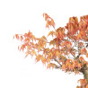 Acer palmatum Katsura - B4680