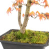 Acer palmatum Katsura - B4680