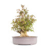 Acer buergerianum - B4705