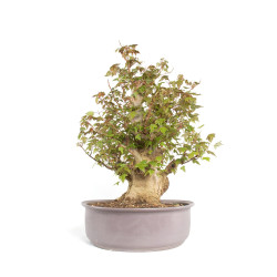 Acer buergerianum - B4705