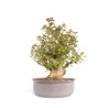 Acer buergerianum - B4705