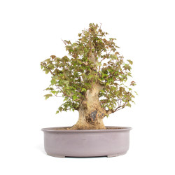 Acer buergerianum - B4705
