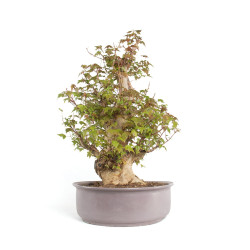 Acer buergerianum - B4705