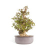 Acer buergerianum - B4705