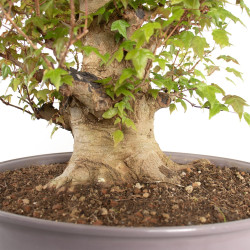 Acer buergerianum - B4705